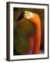 American Flamingo, Florida, USA-Art Wolfe-Framed Photographic Print