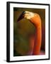 American Flamingo, Florida, USA-Art Wolfe-Framed Photographic Print