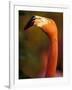 American Flamingo, Florida, USA-Art Wolfe-Framed Photographic Print