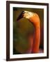 American Flamingo, Florida, USA-Art Wolfe-Framed Photographic Print