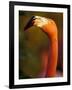 American Flamingo, Florida, USA-Art Wolfe-Framed Photographic Print