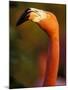 American Flamingo, Florida, USA-Art Wolfe-Mounted Photographic Print