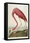 American Flamingo, from 'The Birds of America'-John James Audubon-Framed Stretched Canvas