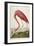 American Flamingo, from 'The Birds of America'-John James Audubon-Framed Giclee Print