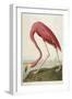 American Flamingo, from 'The Birds of America'-John James Audubon-Framed Giclee Print