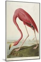 American Flamingo, from 'The Birds of America'-John James Audubon-Mounted Giclee Print