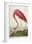 American Flamingo, from 'The Birds of America'-John James Audubon-Framed Giclee Print