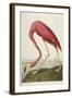 American Flamingo, from 'The Birds of America'-John James Audubon-Framed Giclee Print