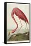 American Flamingo, from 'The Birds of America'-John James Audubon-Framed Stretched Canvas