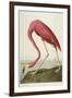 American Flamingo, from 'The Birds of America'-John James Audubon-Framed Giclee Print