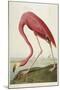 American Flamingo, from 'The Birds of America'-John James Audubon-Mounted Giclee Print