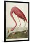 American Flamingo, from 'The Birds of America'-John James Audubon-Framed Giclee Print