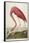 American Flamingo, from 'The Birds of America'-John James Audubon-Framed Stretched Canvas