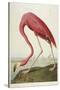 American Flamingo, from 'The Birds of America'-John James Audubon-Stretched Canvas