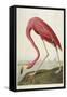 American Flamingo, from 'The Birds of America'-John James Audubon-Framed Stretched Canvas