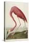 American Flamingo, from 'The Birds of America'-John James Audubon-Stretched Canvas