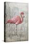 American Flamingo I-Tim O'toole-Stretched Canvas