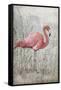 American Flamingo I-Tim O'toole-Framed Stretched Canvas