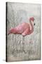 American Flamingo I-Tim O'toole-Stretched Canvas