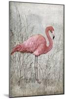 American Flamingo I-Tim O'toole-Mounted Art Print