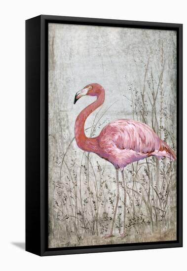 American Flamingo II-Tim O'toole-Framed Stretched Canvas