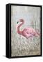 American Flamingo II-Tim O'toole-Framed Stretched Canvas