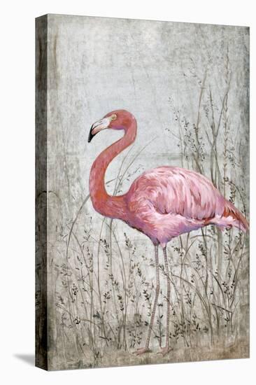 American Flamingo II-Tim O'toole-Stretched Canvas