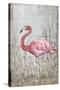 American Flamingo II-Tim O'toole-Stretched Canvas