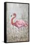 American Flamingo II-Tim O'toole-Framed Stretched Canvas