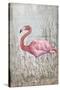 American Flamingo II-Tim O'toole-Stretched Canvas