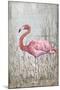 American Flamingo II-Tim O'toole-Mounted Art Print