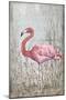 American Flamingo II-Tim O'toole-Mounted Art Print