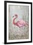 American Flamingo II-Tim O'toole-Framed Art Print