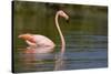 American Flamingo in Water-Paul Souders-Stretched Canvas