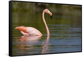 American Flamingo in Water-Paul Souders-Framed Stretched Canvas