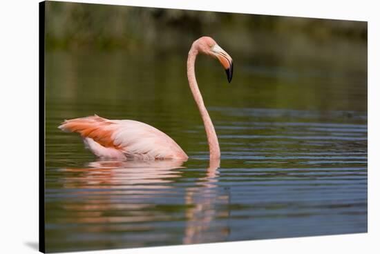 American Flamingo in Water-Paul Souders-Stretched Canvas