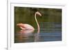 American Flamingo in Water-Paul Souders-Framed Photographic Print