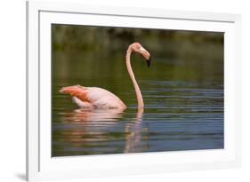 American Flamingo in Water-Paul Souders-Framed Photographic Print