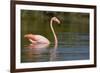 American Flamingo in Water-Paul Souders-Framed Photographic Print