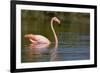 American Flamingo in Water-Paul Souders-Framed Photographic Print