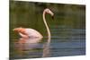 American Flamingo in Water-Paul Souders-Mounted Photographic Print