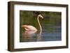 American Flamingo in Water-Paul Souders-Framed Photographic Print