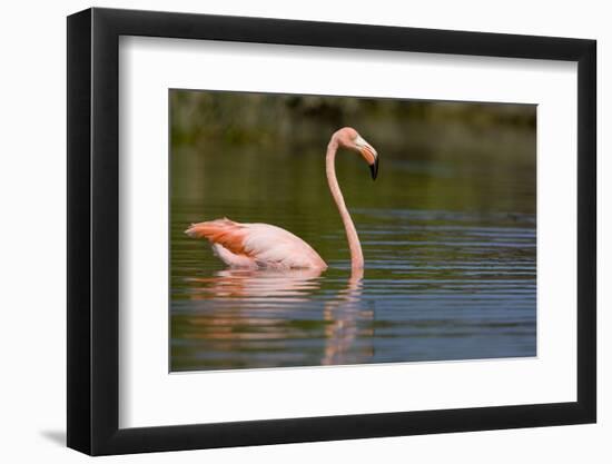 American Flamingo in Water-Paul Souders-Framed Photographic Print