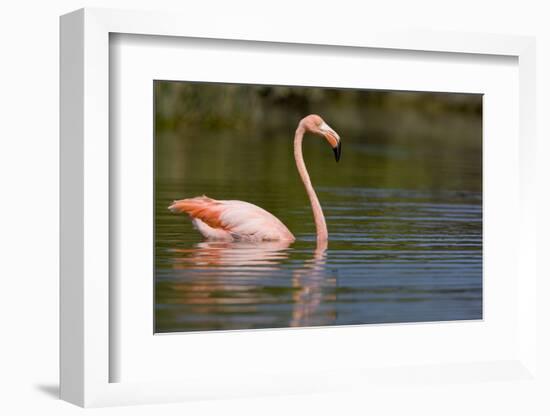 American Flamingo in Water-Paul Souders-Framed Photographic Print