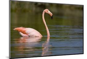 American Flamingo in Water-Paul Souders-Mounted Photographic Print