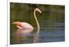 American Flamingo in Water-Paul Souders-Framed Photographic Print