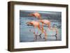 American flamingo pair in courtship, group of three feeding, Floreana Island, Galapagos-Tui De Roy-Framed Photographic Print