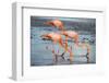 American flamingo pair in courtship, group of three feeding, Floreana Island, Galapagos-Tui De Roy-Framed Photographic Print