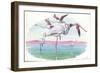 American Flamingo Phoenicopterus Ruber-null-Framed Giclee Print