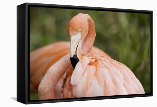 American Flamingo Taking Care of its Feathers-Joe Petersburger-Framed Stretched Canvas